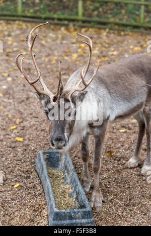 La renna a Dudley Zoo West Midlands, Regno Unito Foto Stock