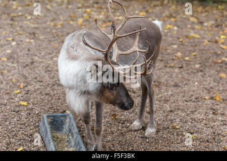 La renna a Dudley Zoo West Midlands, Regno Unito Foto Stock