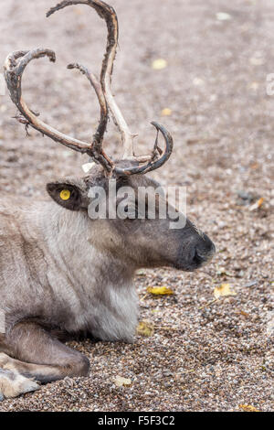 La renna a Dudley Zoo West Midlands, Regno Unito Foto Stock