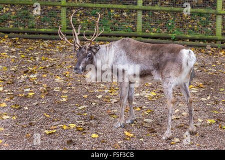 La renna a Dudley Zoo West Midlands, Regno Unito Foto Stock