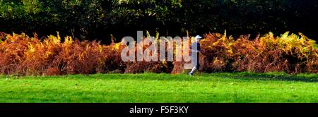 Un anziano uomo senior in esecuzione in un parco da alcuni autunno heather su un soleggiato ottobre pomeriggio Nottingham England Regno Unito Foto Stock