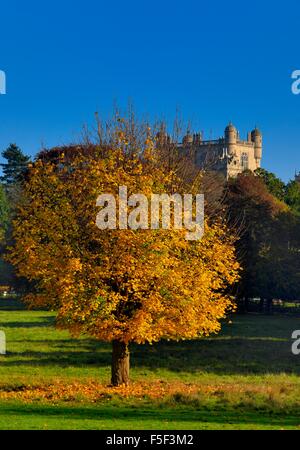 Un autumn tree illuminata dal sole del pomeriggio in wollaton park Nottingham England Regno Unito Foto Stock