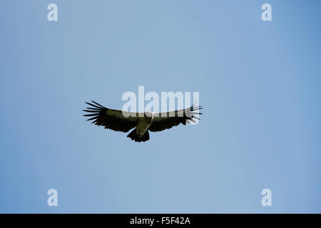 India, Himachal Pradesh, Shimla (Simla), la fauna selvatica Himalayan grifone Gyps himalayensis in volo Foto Stock