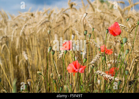 Dettaglio di un orecchio in un campo di grano Foto Stock