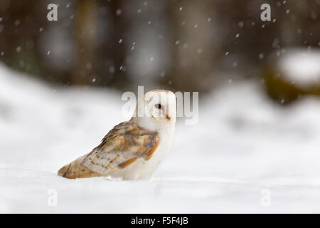Barbagianni; Tyto alba singolo nella neve; Scozia - UK Foto Stock