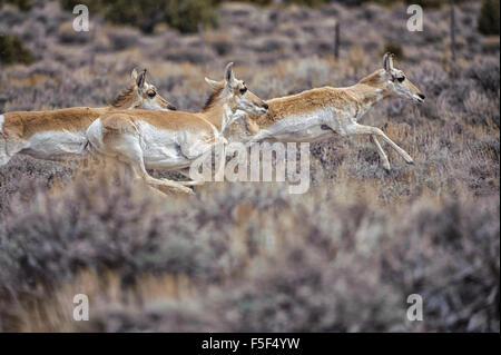 Pronghorn Antelope (Antilocapra americana), sabbia Lavabo, Colorado, STATI UNITI D'AMERICA Foto Stock