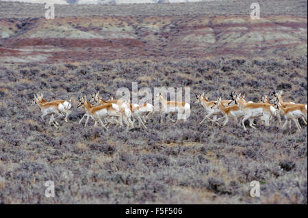 Pronghorn Antelope (Antilocapra americana), sabbia Lavabo, Colorado, STATI UNITI D'AMERICA Foto Stock