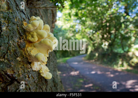 Pollo di boschi; Laetiporus sulfurei Cornwall, Regno Unito Foto Stock
