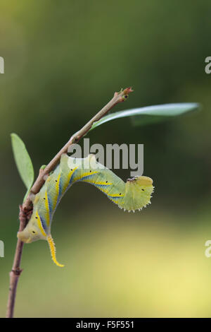 Deathshead Hawkmoth Larva; Acherontia atropo singolo il Ligustro ramoscello; Cornovaglia; Regno Unito Foto Stock