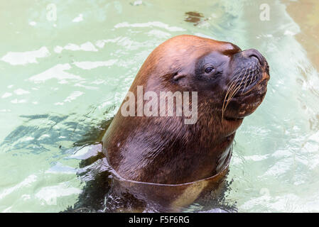 Un nasello di Patagonia Sea Lion nuoto a Dudley Zoo west Midlands, Regno Unito Foto Stock