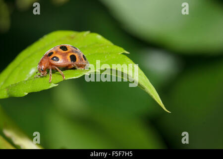 Vista laterale macro di un melone ladybird beetle sp. Henosepilachna elaterii seduto su una foglia verde. La Grecia Foto Stock