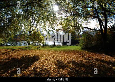 Alberi di acero in controluce Foto Stock