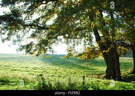 Unico albero di quercia in orizzontale Foto Stock