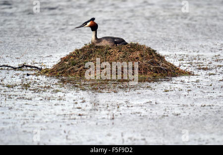 Australasian crested svasso, Podiceps cristatus, Isola del Sud, Nuova Zelanda Foto Stock