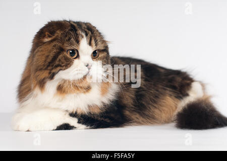 Scottish Fold Highland dritto cat ritratto Foto Stock