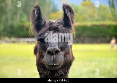 Addomesticazione llama, Lama glama, a Kaikoura Farm Park, Kaikoura, Isola del Sud, Nuova Zelanda Foto Stock