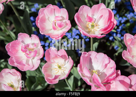 Tulipani colorati Close-up shot. La natura dello sfondo. Foto Stock