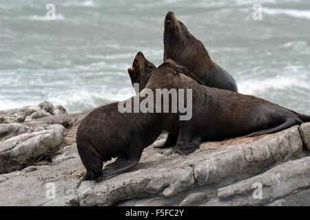 Nuova Zelanda le foche o kekenos, Arctocephalus forsteri, Kaikoura Peninsula, Kaikoura, Isola del Sud, Nuova Zelanda Foto Stock