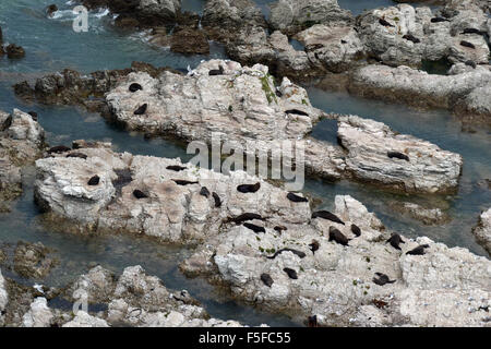 Nuova Zelanda le foche o kekenos, Arctocephalus forsteri, Kaikoura Peninsula, Kaikoura, Isola del Sud, Nuova Zelanda Foto Stock