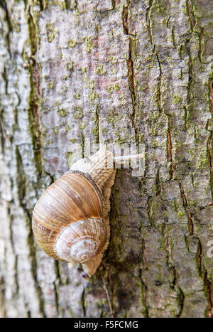 Snail slitta verso l'albero. Riprese macro. Foto Stock