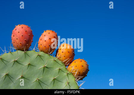 Cactus con frutti contro un profondo cielo blu Foto Stock