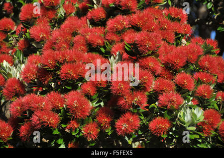 Albero Pohutukawa flower o Nuova Zelanda albero di Natale, Metrosideros excelsa endemiche, Wellington Botanic Garden, Nuova Zelanda Foto Stock