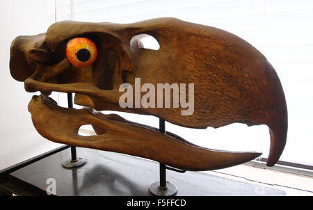 Un modello di un gigantesco uccello terrore teschio sul display nel Alfred Denny Museum presso l'Università di Sheffield England Regno Unito Foto Stock