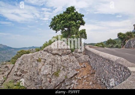 Strada di Montagna, rocce e verde paesaggio forestale su una soleggiata giornata estiva a Maiorca, isole Baleari, Spagna. Foto Stock