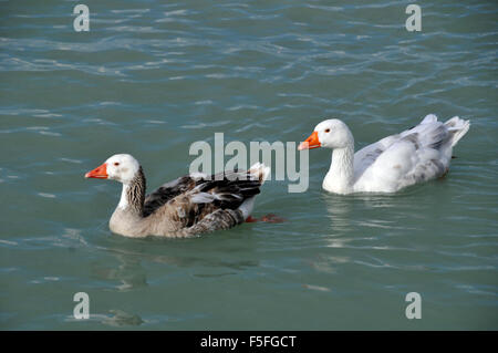 Oche domestiche, Anser anser domesticus, lago di Rotorua, Rotorua, Isola del nord, Nuova Zelanda Foto Stock