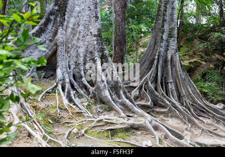 Tropical radici di albero. Foto Stock