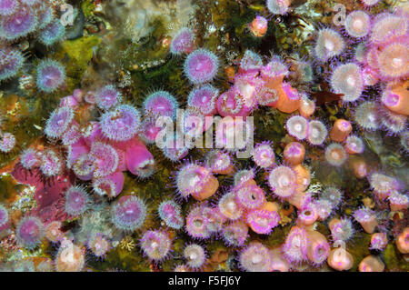 Gioiello Anthozoans anemoni Corynactis viridis, POVERI CAVALIERI Isole Riserva Naturale, la Baia delle Isole, Nuova Zelanda Foto Stock