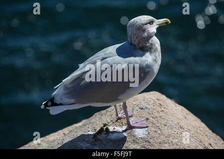 Seagull in piedi sul bordo della roccia nel Maine Foto Stock