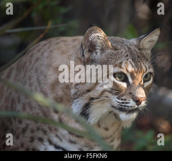 Bobcat (Lynx rufus californicus) appoggiato su di una roccia e posa. Foto Stock