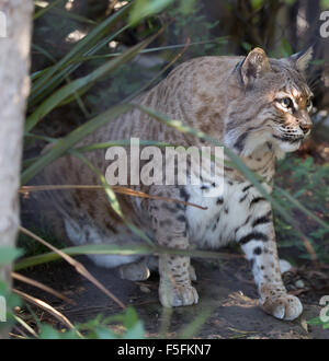 Bobcat (Lynx rufus californicus) appoggiato su di una roccia e posa. Foto Stock
