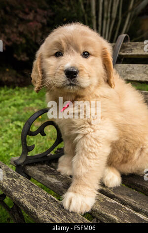 Carino sette settimana Goldendoodle cucciolo seduto su una rustica panca in legno in Issaquah, Washington, Stati Uniti d'America Foto Stock