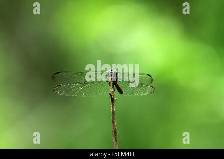 Macro di coda rossa dragonfly appendere un bastone ; messa a fuoco selettiva in occhi con sfocatura sullo sfondo Foto Stock