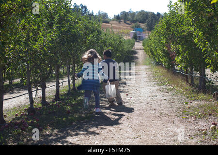 Julian, California, USA. 08 ott 2011. I bambini a piedi attraverso il frutteto la raccolta di frutti. Julian durante il raccolto di Apple è uno dei periodi migliori per fare questo pellegrinaggio di montagna. Julian è la casa per oltre una dozzina di frutteti e una manciata di vigneti. Raven Hill U-Pick frutteti ha fila dopo fila di dwarf meli. Verde, oro, rosso. Presto nella stagione di apple, solo poche righe sono state davvero abbondante nei frutti maturi e frutta raccoglitori riempire un sacchetto ($10) fino all'orlo con appena raccolto le mele. I bambini amano i piccoli alberi. © Ruaridh Stewart/ZUMAPRESS.com/Alamy Live News Foto Stock