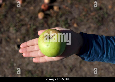 Julian, California, USA. 08 ott 2011. Un po' di mano trattiene un fresh apple. Julian durante il raccolto di Apple è uno dei periodi migliori per fare questo pellegrinaggio di montagna. Raven Hill U-Pick frutteti ha fila dopo fila di dwarf meli. Verde, oro, rosso. Presto nella stagione di apple, solo poche righe sono state davvero abbondante nei frutti maturi e frutta raccoglitori riempire un sacchetto ($10) fino all'orlo con appena raccolto le mele. I bambini amano i piccoli alberi. Julian è la casa per oltre una dozzina di frutteti e una manciata di vigneti ed è famosa per le sue torte di mele. © Ruaridh Stewart/ZUMAPRESS.com/Alamy Live News Foto Stock