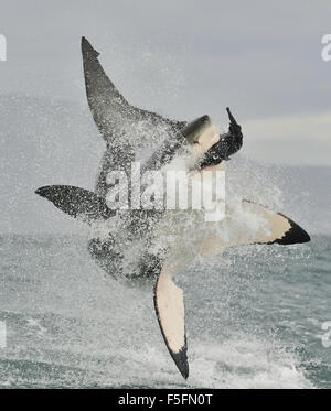 Il grande squalo bianco (Carcharodon carcharias) violare in un attacco. A caccia di un grande squalo bianco (Carcharodon carcharias). Sout Foto Stock