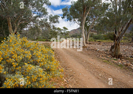 Outback pietroso paesaggio con ghiaia stretta via avvolgimento passato gum alberi & golden fiori selvatici, Senna, in Flinders Ranges nord del Sud Australia Foto Stock