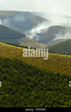 Alta altitudine foresta volutamente impostata al fuoco di Andes Highlands Foto Stock