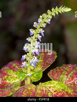 Stelo di piccoli fiori blu di coleus, Solenostemon, circondato da variegata di rosso, verde e foglie di giallo contro uno sfondo scuro Foto Stock