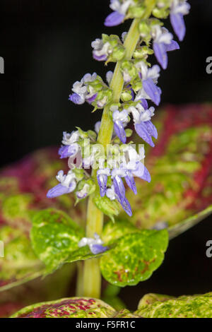 Stelo di piccoli fiori blu di coleus, Solenostemon, circondato da variegata di rosso, verde e foglie di giallo contro uno sfondo scuro Foto Stock