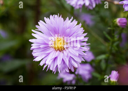 Aster n.b. 'Marie Ballard' fiori in un confine erbacee. Foto Stock