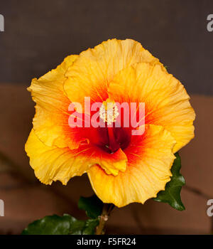 Vivace profondo golden fiore giallo e rosso con gola di Hibiscus Flamenco serie "Apollo" contro il marrone scuro dello sfondo Foto Stock