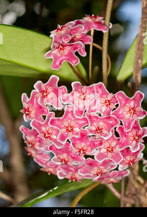 Cluster di grandi dimensioni di profonda e spettacolare rosa / rosso fiori profumati refilato con il bianco di Hoya 'Royal Hawaiian', pianta rampicante Foto Stock