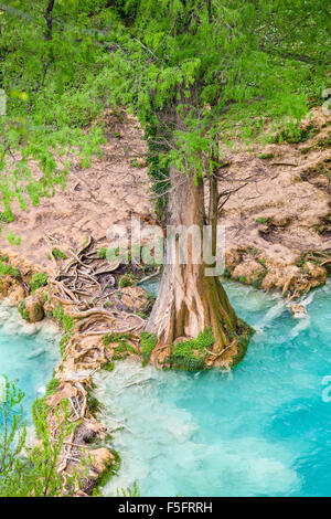 Albero e radici circondato da acque azzurre del fiume vicino alla base delle cascate di Minas Viejas a San Luis Potosi, Messico. Foto Stock