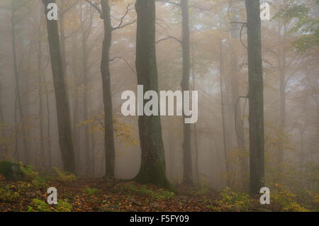 Mistica della foresta di nebbia in autunno colori. Foto Stock