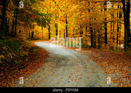 Asfalto tortuoso attraverso vivacemente colorato di alberi in autunno. Foto Stock