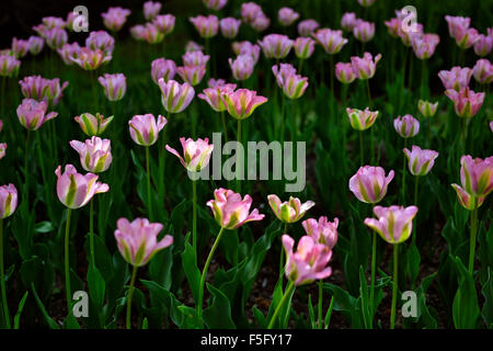 Vibrantly colorful tulips in the sunlight on a clear springtime day. Foto Stock